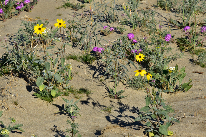 Showy Sunflower in an annual or perennial species that is found in open sandy or gravelly areas, open sunny areas, roadsides and disturbed areas in dry or moist conditions. Helianthus niveus Showy Sunflower in an annual or perennial species that is found in open sandy or gravelly areas, open sunny areas, roadsides and disturbed areas in dry or moist conditions. Helianthus niveus